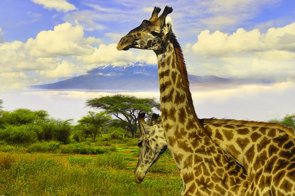 安博塞利国家公园的Giraffes和Kilimanjaro山 — 图库照片