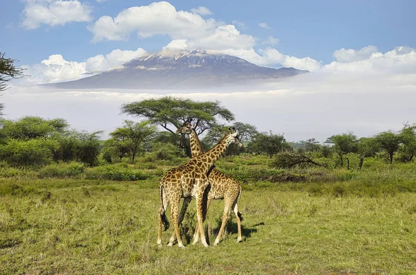 Girafas Monte Kilimanjaro Parque Nacional Amboseli — Fotografia de Stock