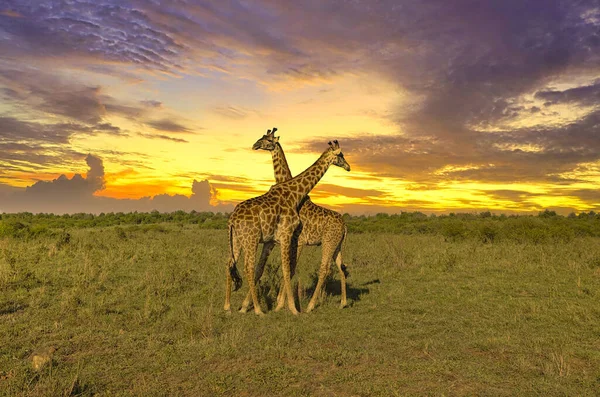 Giraffen Zonsondergang Tsavo East Tsavo West National Park Kenia — Stockfoto
