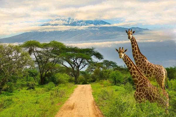 Giraffes Mount Kilimanjaro Amboseli National Park Royalty Free Stock Images