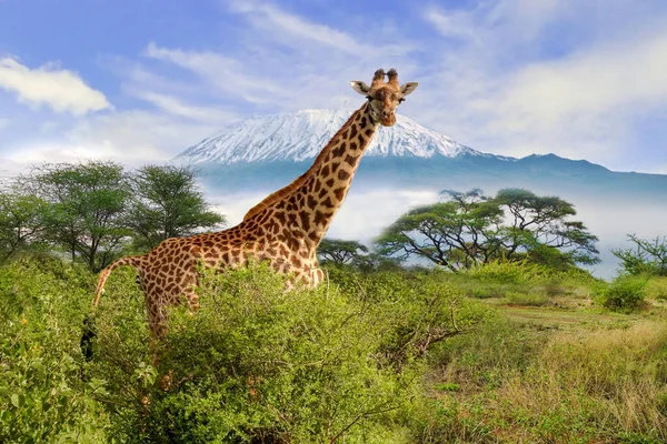 Giraffes Mount Kilimanjaro Amboseli National Park Stock Image