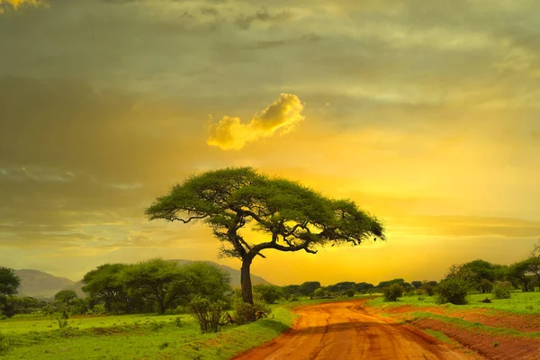 Kenya 'daki Tsavo Doğu ve Tsavo Batı Ulusal Parkı' nda gün batımı ve gündoğumu