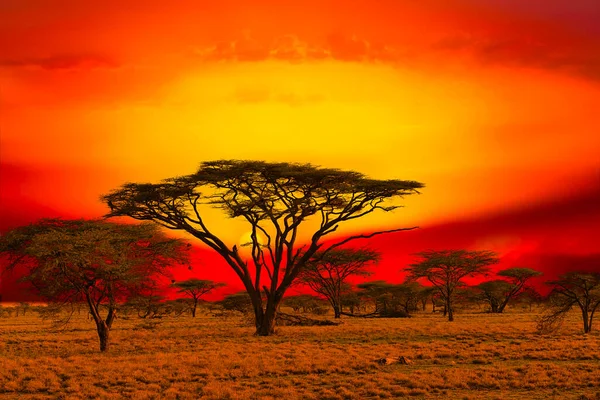 Atardecer Amanecer Tsavo East Parque Nacional Tsavo West Kenia — Foto de Stock