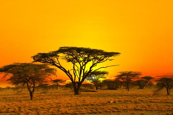 Sonnenuntergang Und Sonnenaufgang Tsavo East Und Tsavo West Nationalpark Kenia — Stockfoto