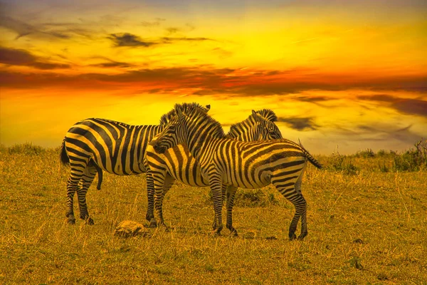 Sonnenuntergang Und Sonnenaufgang Tsavo East Und Tsavo West Nationalpark Kenia — Stockfoto