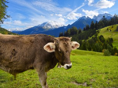 Bavyera ve Avusturya 'da Alplerdeki otlaklarda sığırlar