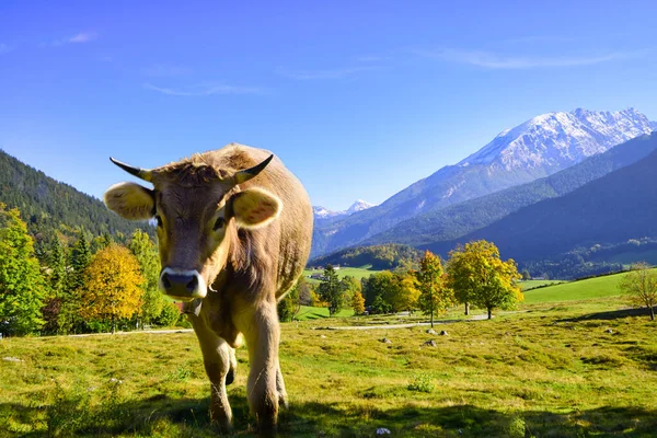 Szarvasmarha Alpokban Bajorországban Ausztriában — Stock Fotó