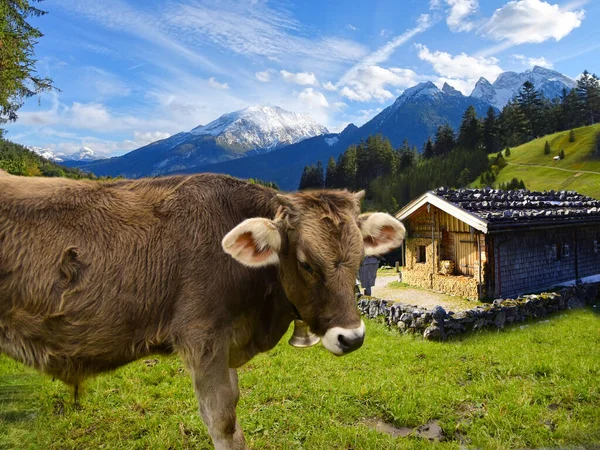 Ganado Pastos Los Alpes Baviera Austria — Foto de Stock