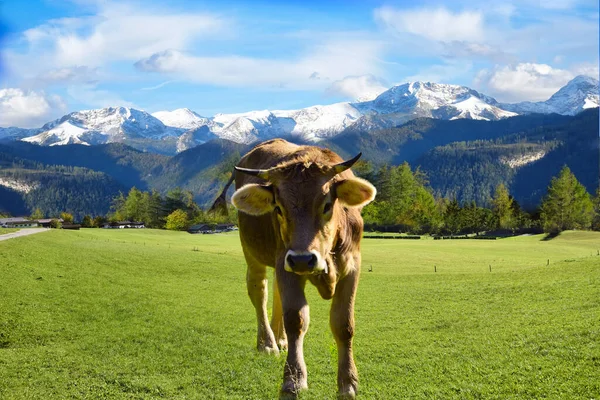Nötkreatur Betesmark Alperna Bayern Och Österrike — Stockfoto