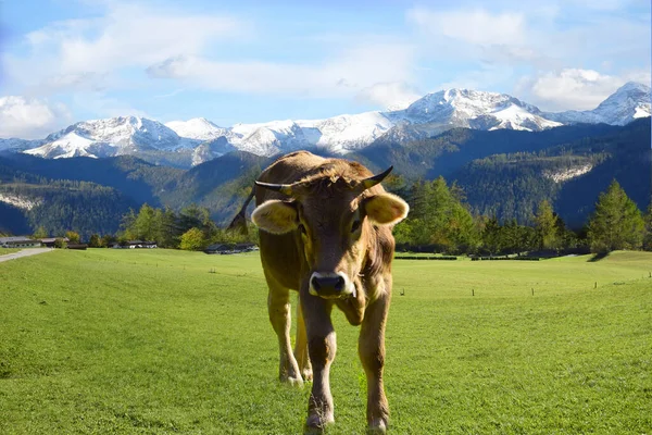 Szarvasmarha Alpokban Bajorországban Ausztriában — Stock Fotó