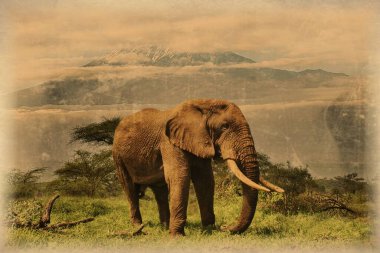 Kilimanjaro 'daki Amboseli Milli Parkı' ndaki fillerin eski fotoğrafı.