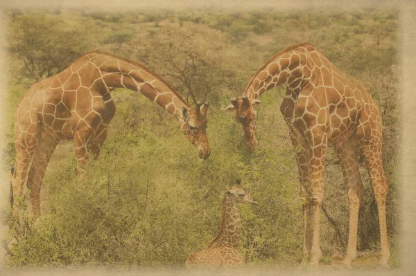 Ancienne Photo Girafes Sur Kilimandjaro Dans Parc National Amboseli — Photo