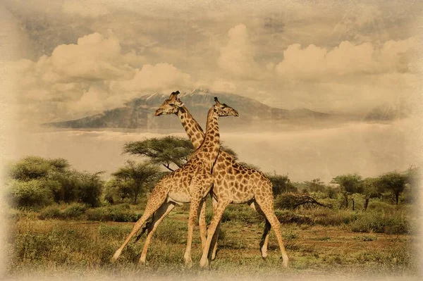 Old Photo Giraffes Kilimanjaro Amboseli National Park — Stock Photo, Image