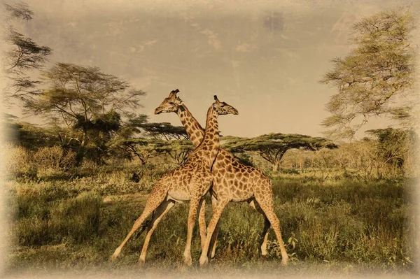 Kilimanjaro Daki Amboseli Milli Parkı Ndaki Zürafaların Eski Fotoğrafı — Stok fotoğraf