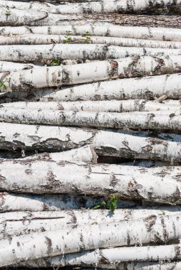 temiz kesilerek huş günlükleri.