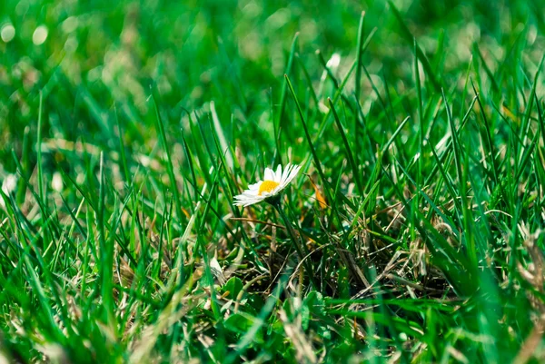 Daisy in the grass. — Stock Photo, Image