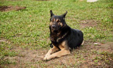 Evsiz köpek çoban köpeği çimlerin üzerinde oturuyor.