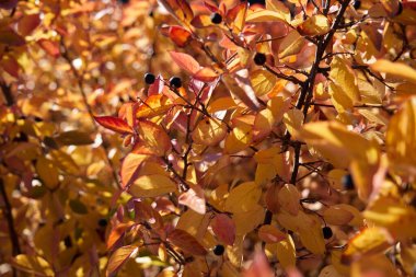 Sarı yapraklı sonbahar ağaçları