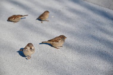 Küçük serçeler asfaltta taneleri gagalar.