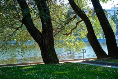Sarı yapraklı sonbahar ağaçları