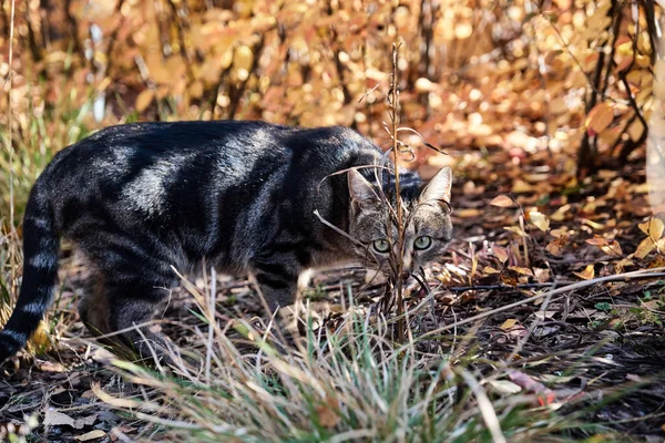 街上的灰猫躲在公园的树叶和树枝里 — 图库照片