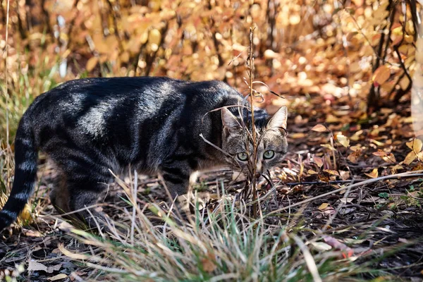 Street Gray Cat Hiding Leaves Branches Park — Stock Photo, Image