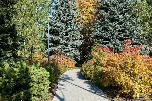 Parktaki patikada ağaçların arasında sonbaharda sarı yapraklarla