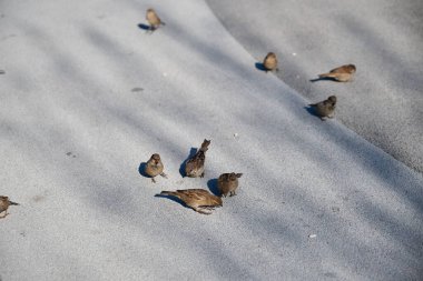 Küçük serçeler asfaltta taneleri gagalar.