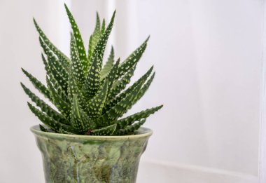 Yapay yeşil çiçek açık arkaplanda bir tencerede