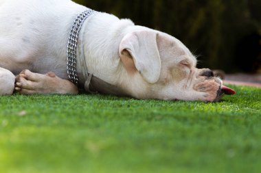 Boksör köpeği dili dışarıda çimenlerde uyuyor.