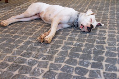 Dili dışarıda çimenlerde uyuyan boksör köpeğine yaklaş.