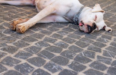 Dili dışarıda çimenlerde uyuyan boksör köpeğine yaklaş.