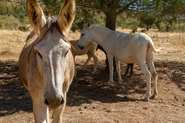 wide angle of a white donkey with big ears looks at the camera surrounded by two other donkeys in a pasture