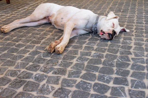 Dili dışarıda çimenlerde uyuyan boksör köpeğine yaklaş.
