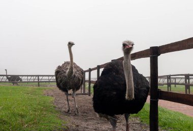Küstah ve tehlikeli bir devekuşu, Ümit Burnu 'ndaki Güney Afrika çiftliğindeki bir kameraya bakar.