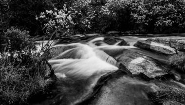 Ormandaki bir şelalenin siyah beyaz fotoğrafı