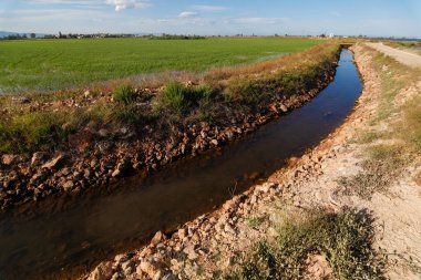 Pirinç tarlasında sulama kanalı