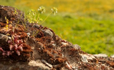 Topraktaki bir çatlakta büyüyen bitkiler. Seçici odak..