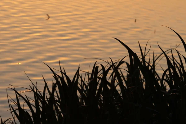 Sunset Shore Marshland — Stock Photo, Image