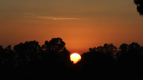 Lange Aufnahme Eines Schönen Sonnenuntergangs Unter Bäumen — Stockfoto