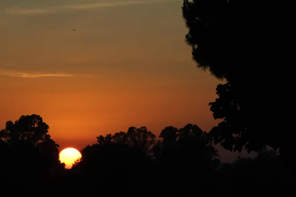 Coucher Soleil Frais Milieu Des Arbres — Photo