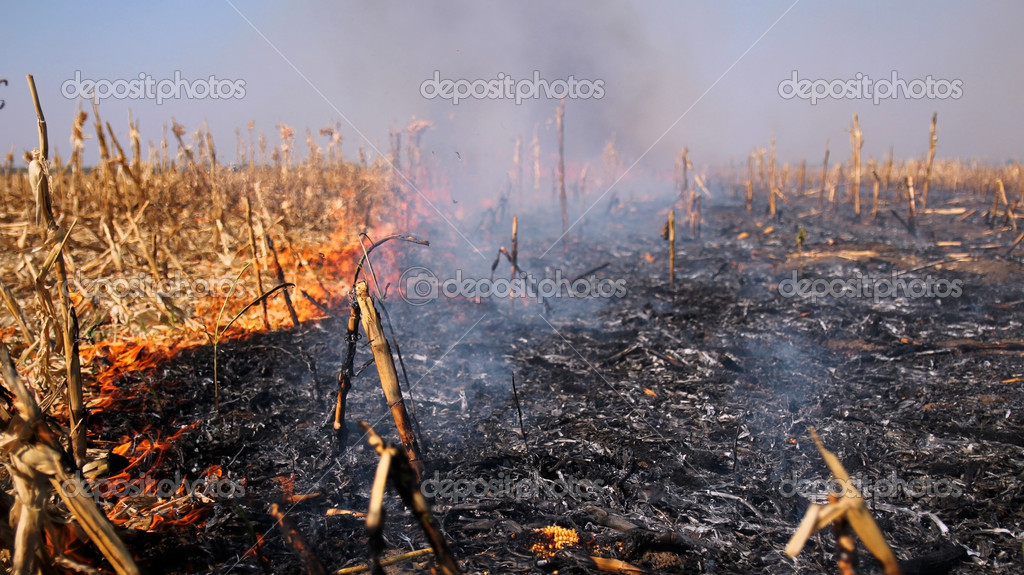 Fire in the Cornfield After Harvest Stock Photo by ©robert_g 13590320