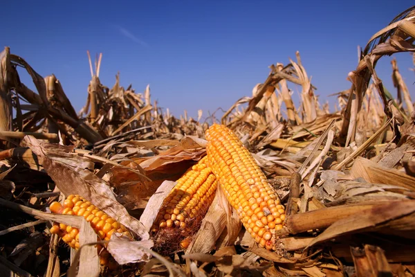 Maíz amarillo en el campo — Foto de Stock