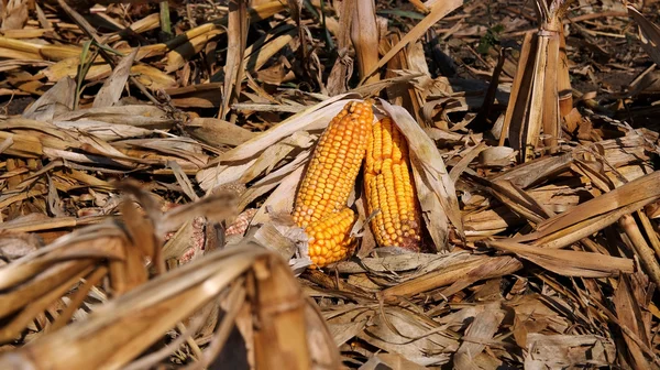 Maïsveld en cobs van maïs — Stockfoto