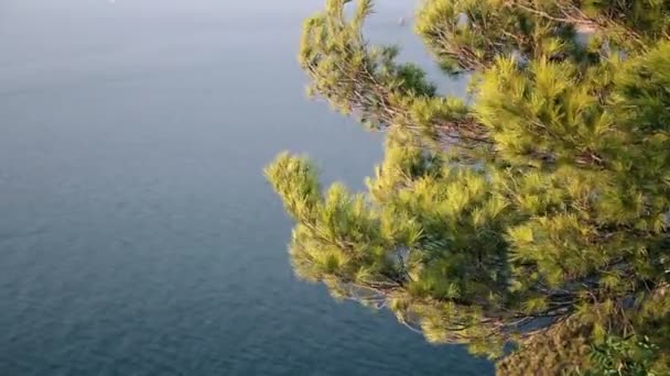Green Pine Tree Over Blue Sea — Stock Video