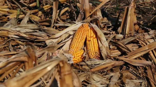 Maïsveld en cobs van maïs — Stockvideo