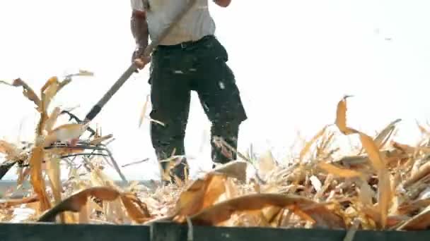 Agricultor con horquilla — Vídeos de Stock