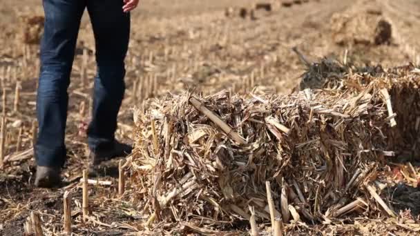 Agricultor em campo verificando fardos de palha — Vídeo de Stock