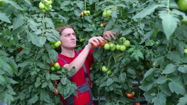 Landwirt pflückt Tomaten im Gewächshaus — Stockvideo