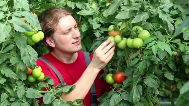 Landbouwer die in de kas werkt — Stockvideo